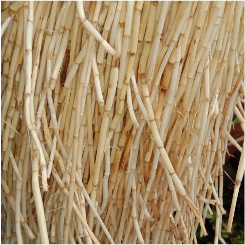 Akar Alang Alang / Herbal Akar Alang Alang