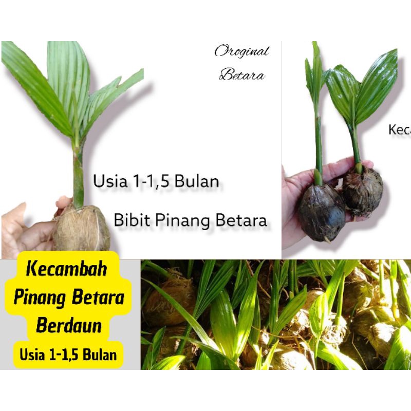 Pinang Kecambah Betara Berdaun