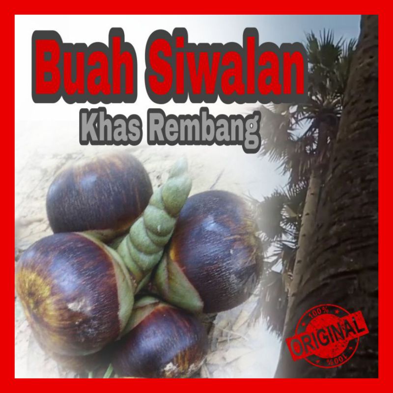TERMURAH Buah Siwalan Buah Lontar Segar KUALITAS SUPER PREMIUM