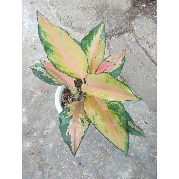 Aglaonema Kochin tembaga