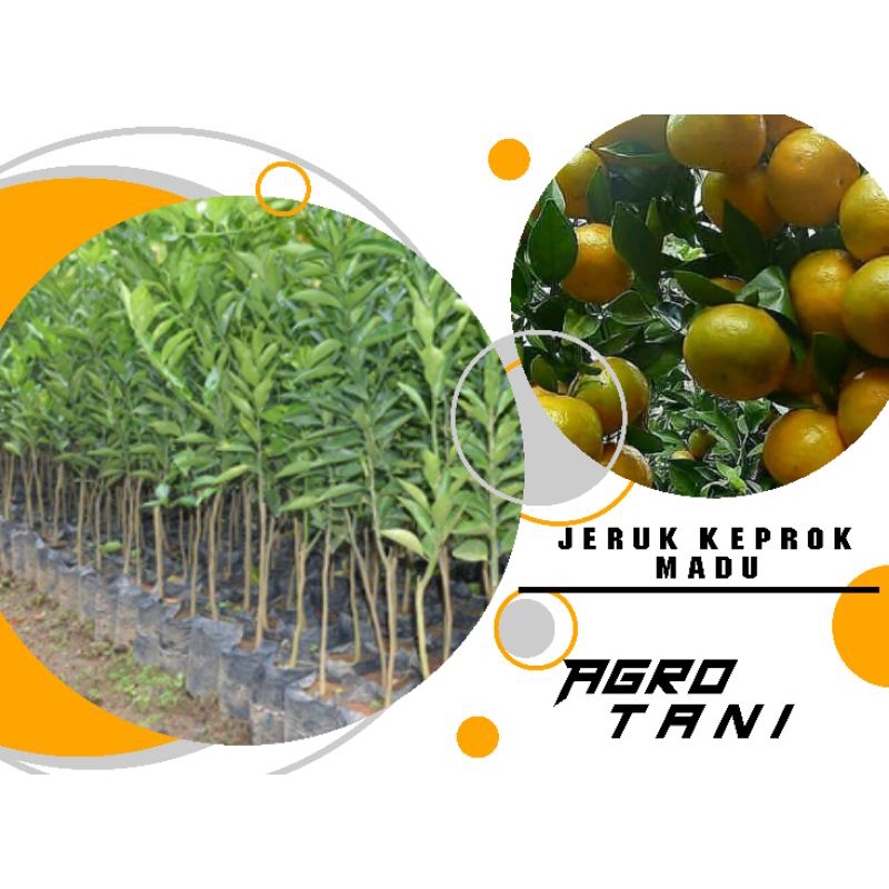 bibit jeruk keprok madu