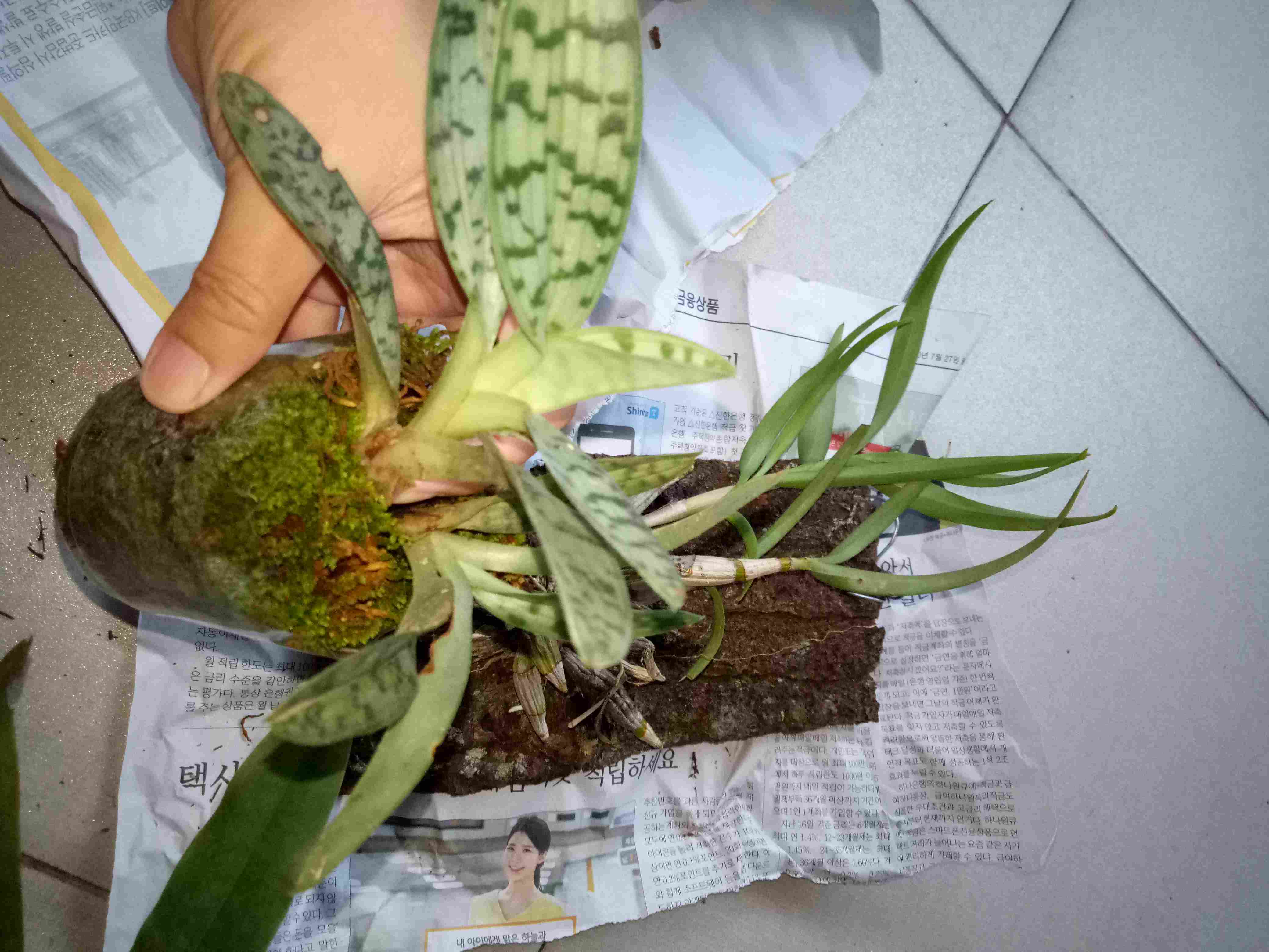 Papiopedillum Gloucophyllum