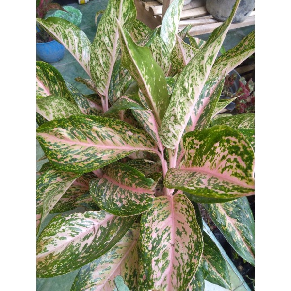 Tanaman Hias Aglonema Twinkle Aglaonema twinkel, silver bell, red kocin, snow white, big papa