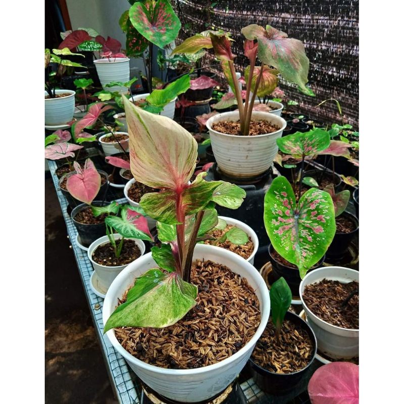 Umbi Caladium Cendrawasih - Keladi hias import thailand