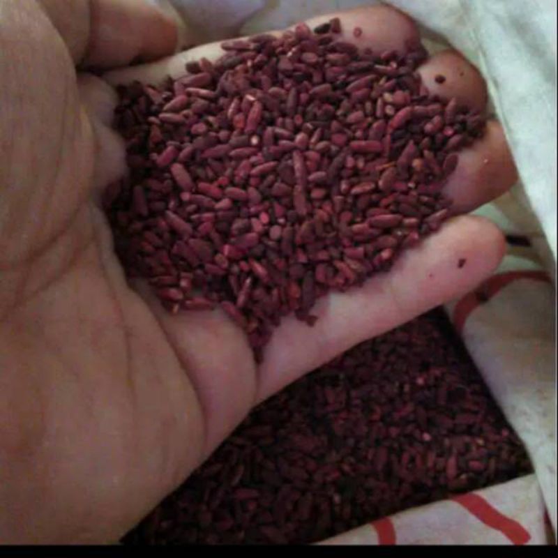 

Beras Angkak / angkak beras / angkhak