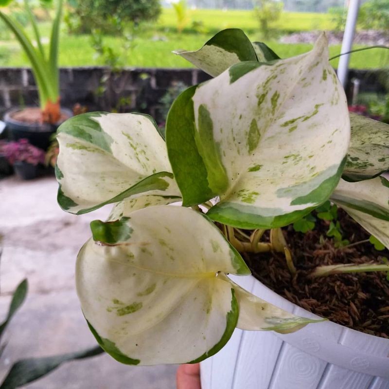 Tanaman hias sirih manjula varigata.