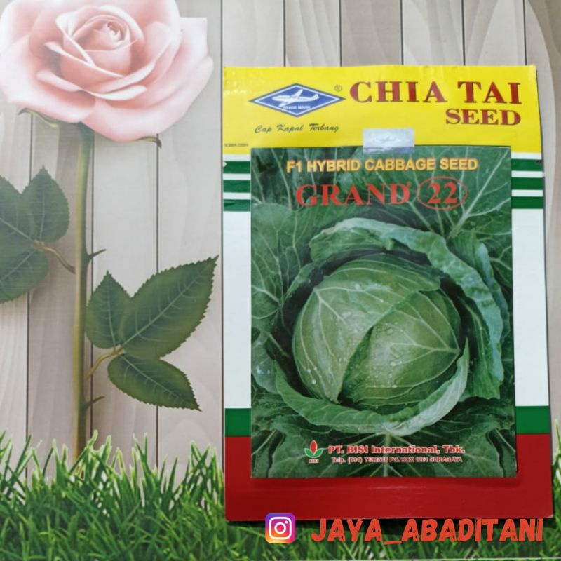 CHAI TAI SEED Grand 22 Hybrid Cabbage - Benih Kubis 15 gr