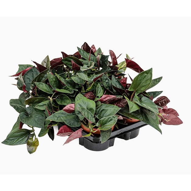 SYNGONIUM RED ARROW TANAMAN HIAS SYNGONIUM BLACK TANAMAN BUNGA  SYNGONIUM