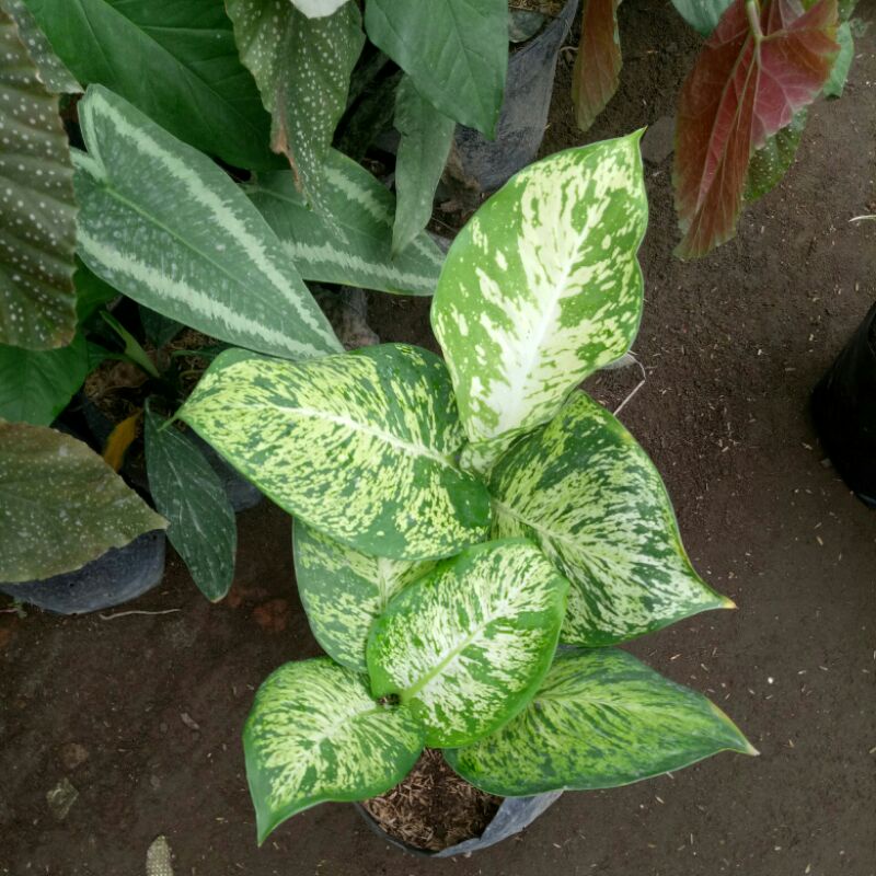 tanaman diven anggun ayu