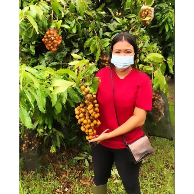 Bibit kelengkeng Giant Longan