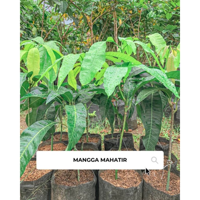 Bibit mangga mahatir Super Besar