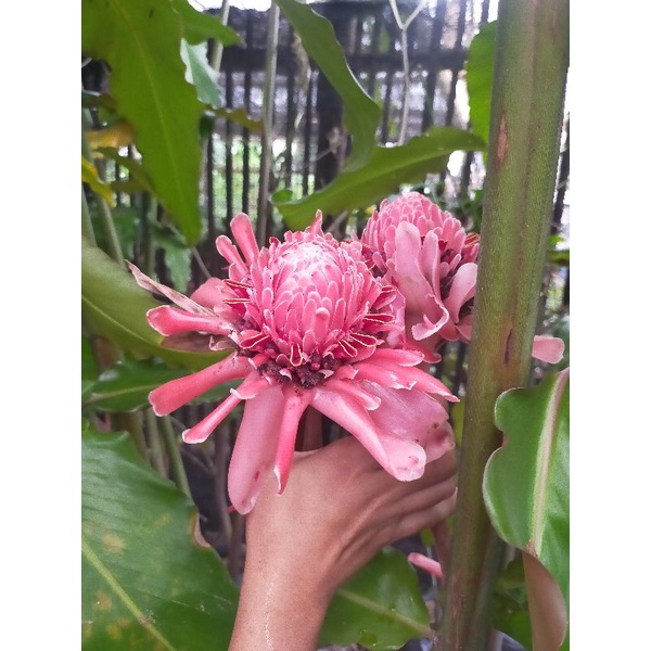 

bunga kecombrang honje kincung fresh