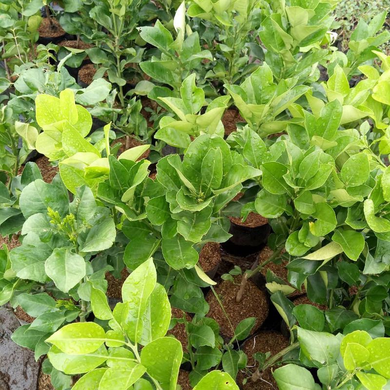 BIBIT JERUK RED PAMELO SUPER (COCOK DI TANAM POT)