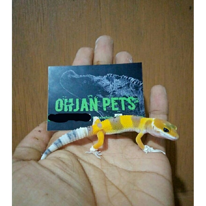 leopard gecko