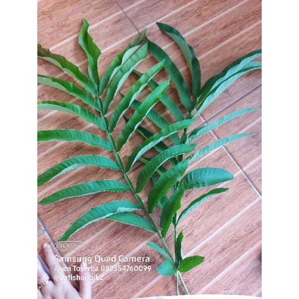 daun sungkai asli kalimantan 1 kg