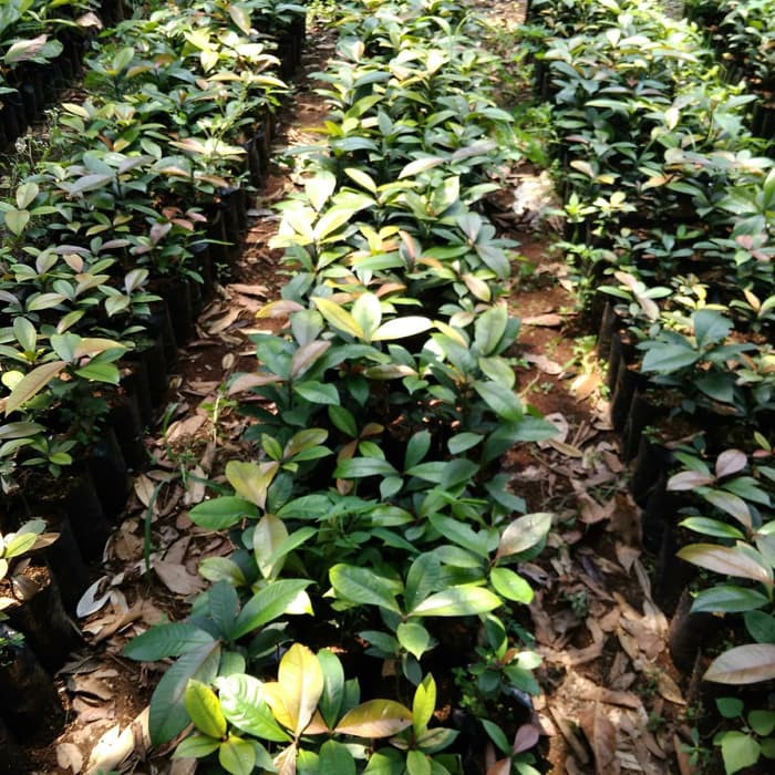 BIBIT POHON MANGGIS WANAYASA