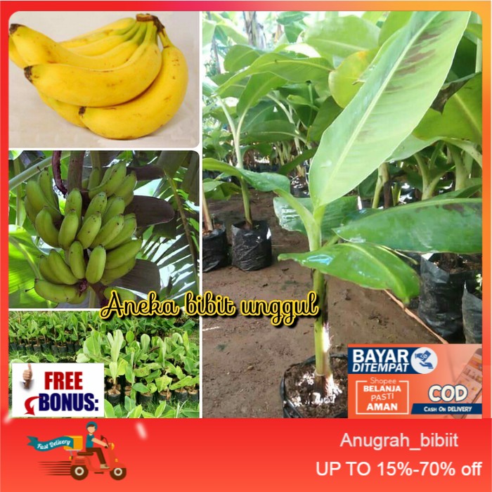 bibit buah pisang ambon mini superr