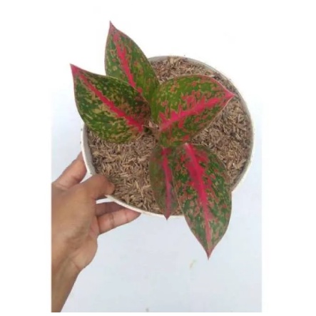 READY PROMO AGLONEMA RED STARDUS TANAMAN BUNGA KOLEKSI AGLONEMA RED STARDUS MURAH