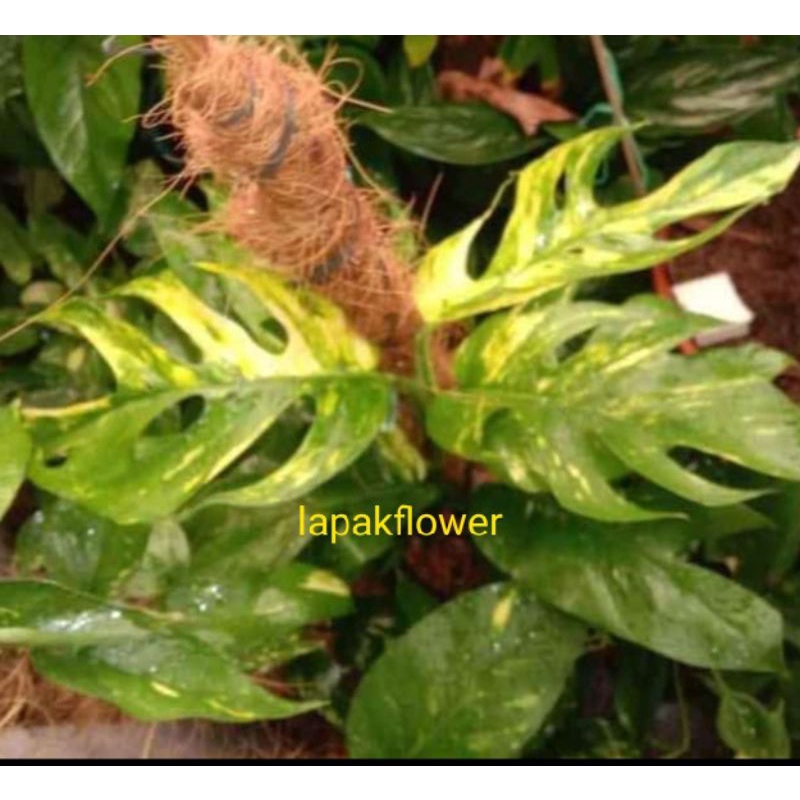 EPIPREMNUM VARIGATA KUNING/KUJANG