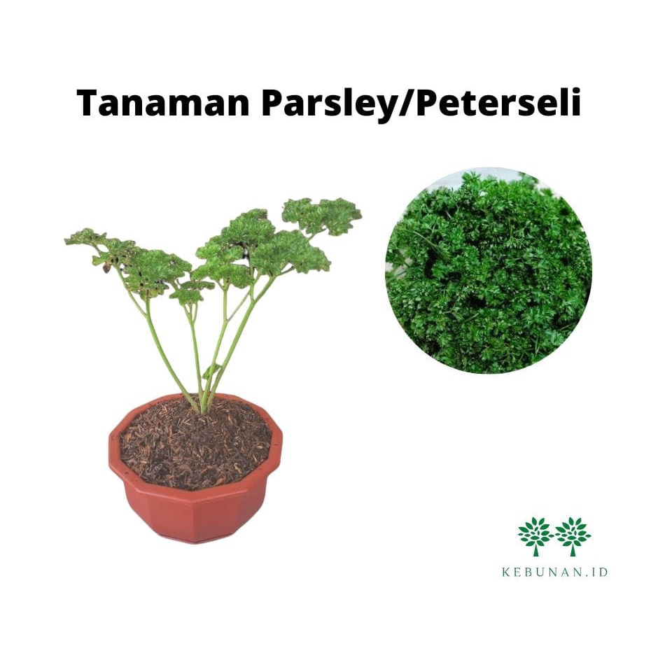 Tanaman Parsley/ Peterseli