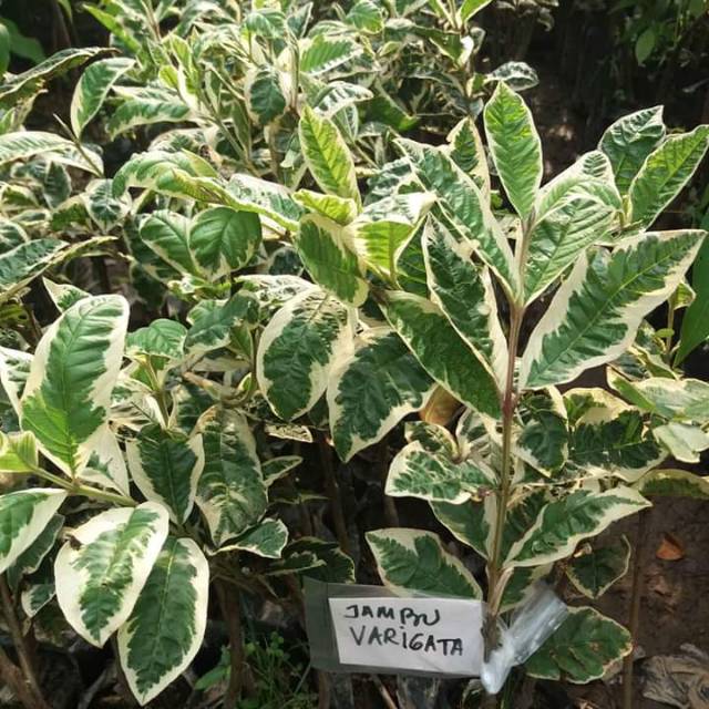 

jambu variagata