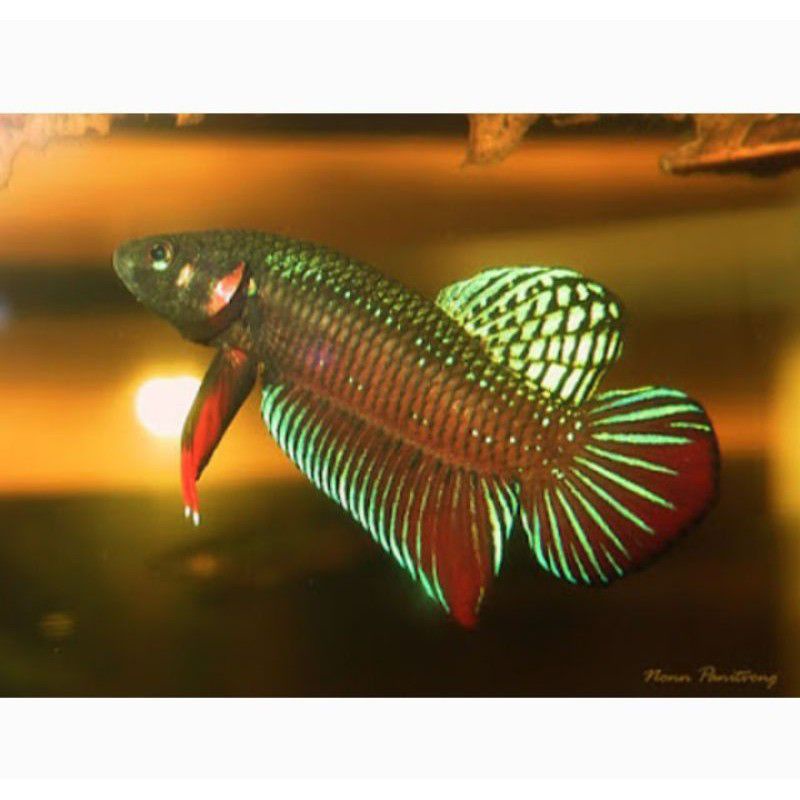 wild Betta splenden