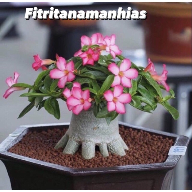 Bibit adenium bonggol besar bahan bonsai kamboja jepang