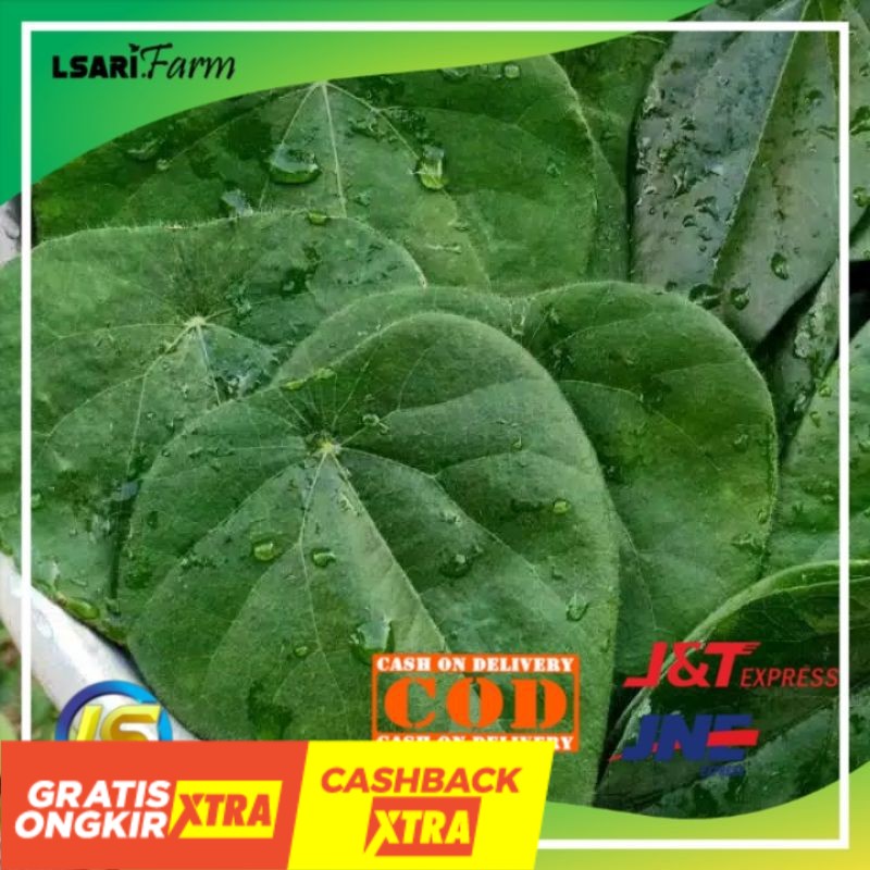 

Daun Cincau Hijau Bulu Jely Jepang Caon Segar Fresh Dipetik 15 Lembar Rp.5000 Jadi Minuman Segar