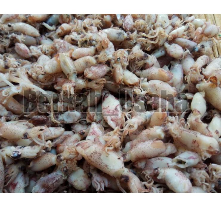 

IdG1s6R--BABY CUMI ASIN REBUS FRESH size 1-3cm Per 1kg IKAN ASIN MURAH GROSIR SOTONG KECIL BEBI CUMI ASIN KECIL