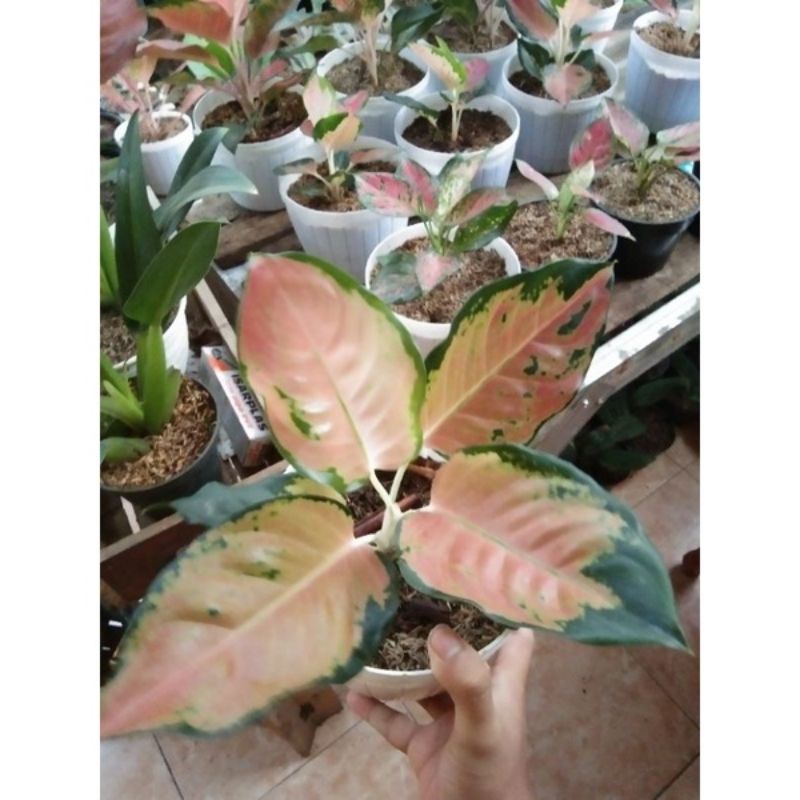 Aglonema sultan Brunei dewasa murah