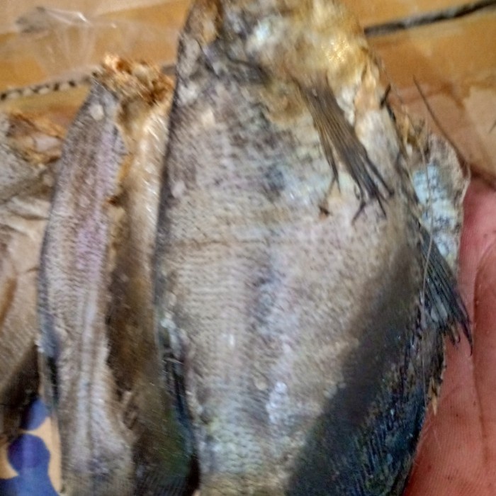

Q124521 Ikan Asin Sepat Besar Per 500Gr Dw501Sqs