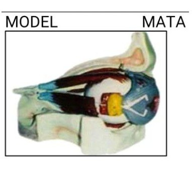 

mata alat peraga pendidikan model torso mata (18x30x16)cm bisa di lihat dgn jelas bagian bagiannya