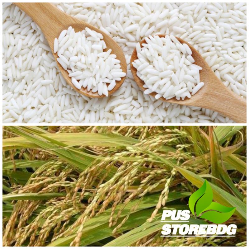 

Jual Beras Ketan 500 Grm