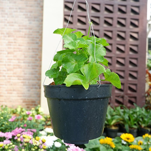 Tanaman Gantung - Geranium