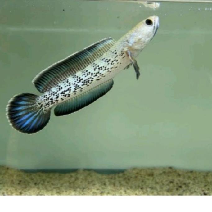 7.7 sale Channa stewartii premium 7 cm