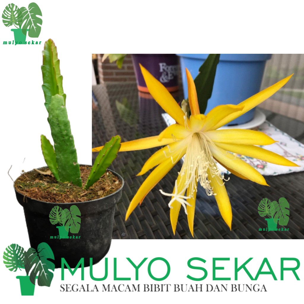 Wijaya Kusuma Kuning Fruhlings Gold Epiphyllum Bibit Tanaman Bunga