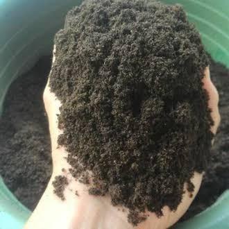 Panama Spora Azolla Microphylla - Azolla Kering