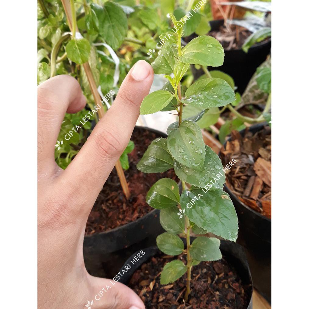 Bibit Bidara Pohon Bidara Arab Shidr Tanaman Kayu Daun Buah Herbal TrM