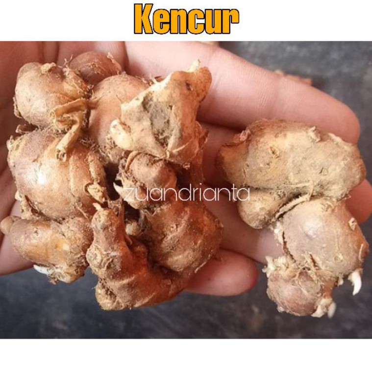 

RB Kencur Segar 1kg