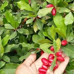 Bibit Buah Ajaib / Miracle Fruit / Tanaman Buah Ajaib / Bibit Pohon Ajaib