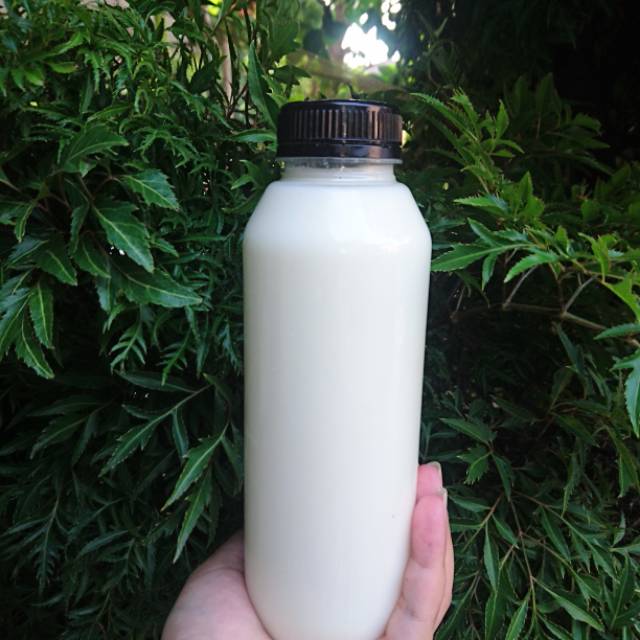 

SUSU KEFIR KAMBING FERMENTASI HALAL KUALITAS DIJAMIN