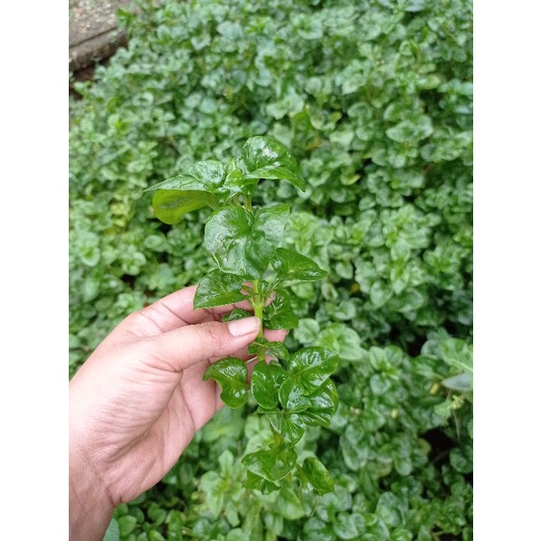 Bayam Kaya Manfaat Bibit Tanaman Sayuran Bayam Brazil Bayam Hijau Brazilian Spinach PG KDR