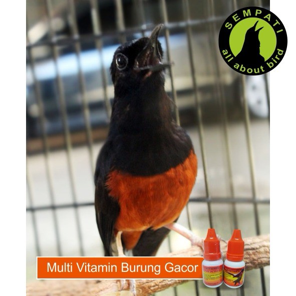Orange 10ml Aidy Wijaya Vitamin Burung Meningkatkan Tenaga Gacor