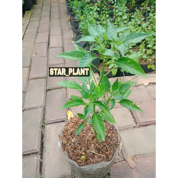 tanaman cabai rawit cabe F1 rawit pedas