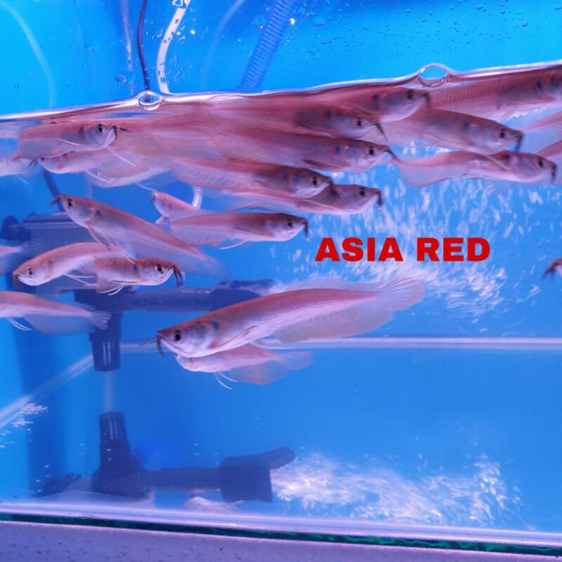 ikan Arwana Silver red /Silver red Arowana fish