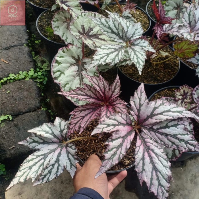 Tanaman Hias Begonia Rasta/jari remaja