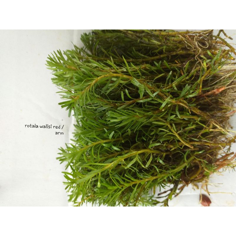 

rotala walisi