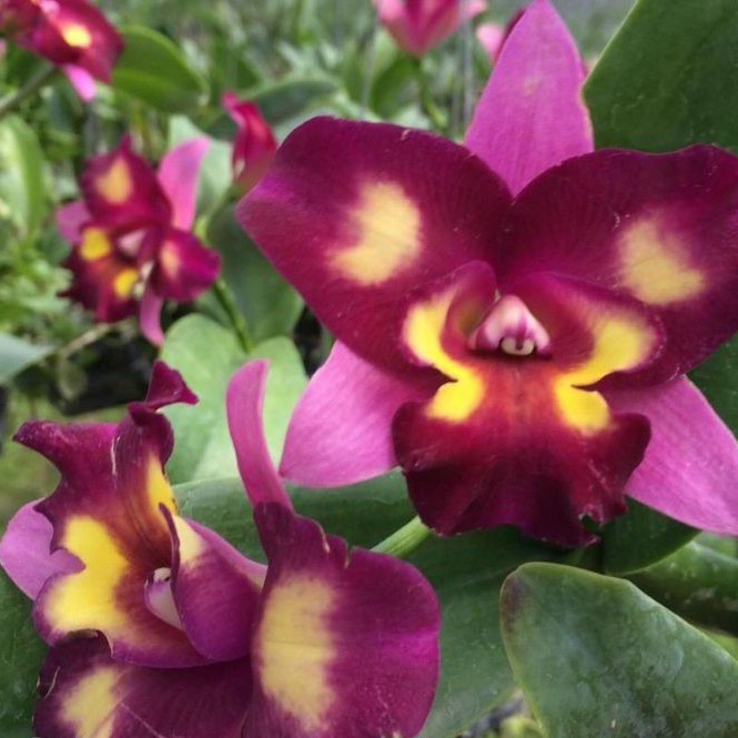 Anggrek Catleya Pink Dewasa Bunga Besar