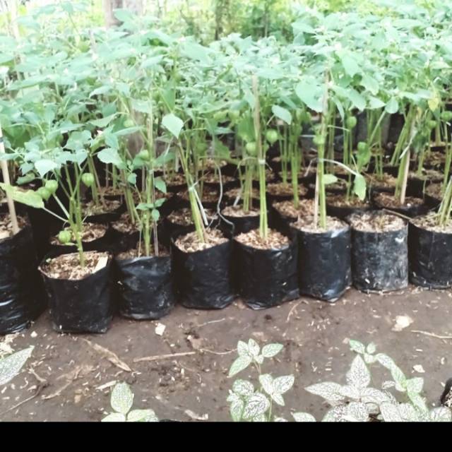 Ciplukan/tanaman herbal ciplukan