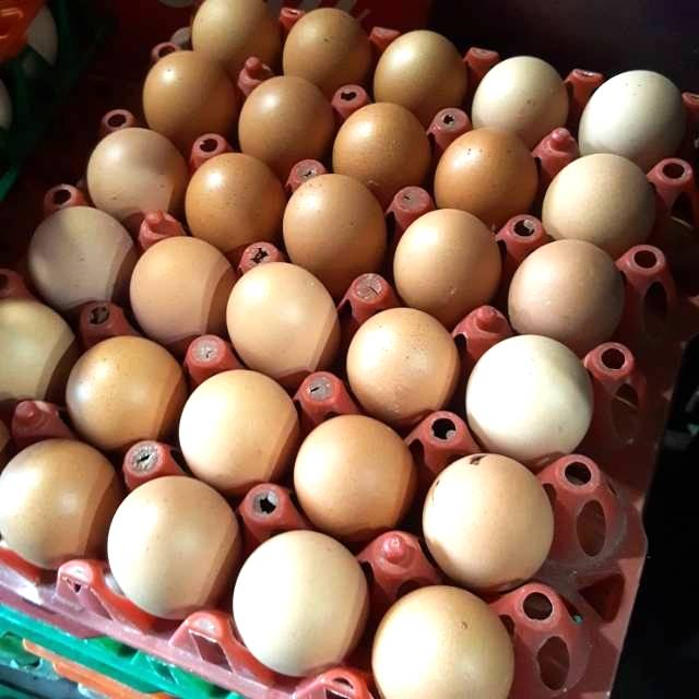

Telur Ayam Fresh 10 pcs